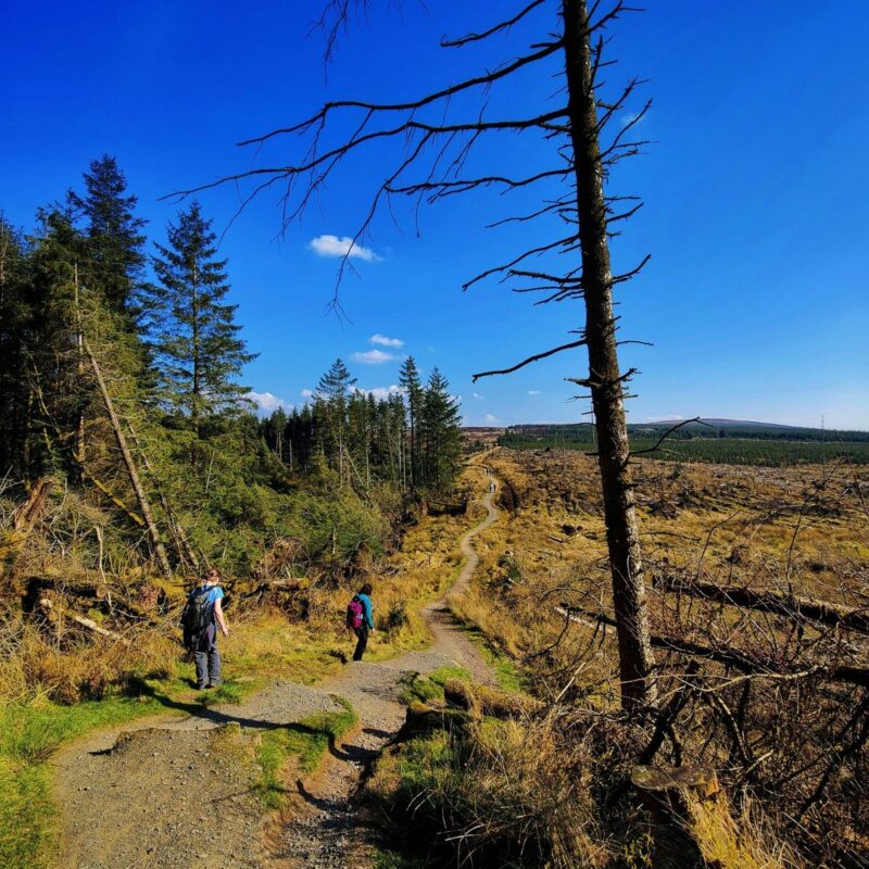 beinglas case study replacement